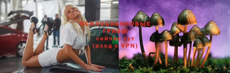 Псилоцибиновые грибы Psilocybe  МЕГА вход  Гаджиево 